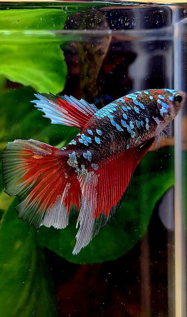FEMALE XL HALFMOON BLACK GALAXY COPPER AVATAR VAMPIRE BETTA FISH