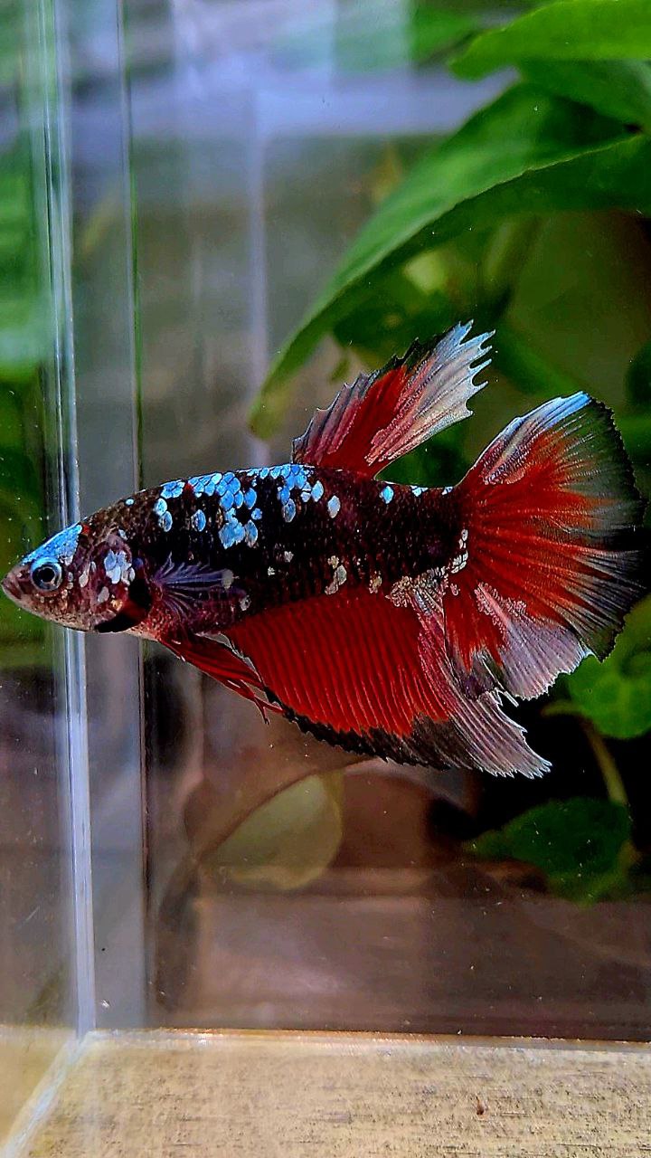 FEMALE XL HALFMOON BLACK GALAXY COPPER AVATAR VAMPIRE BETTA FISH