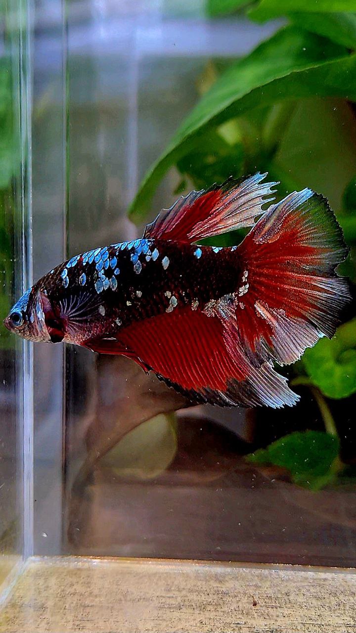 FEMALE XL HALFMOON BLACK GALAXY COPPER AVATAR VAMPIRE BETTA FISH