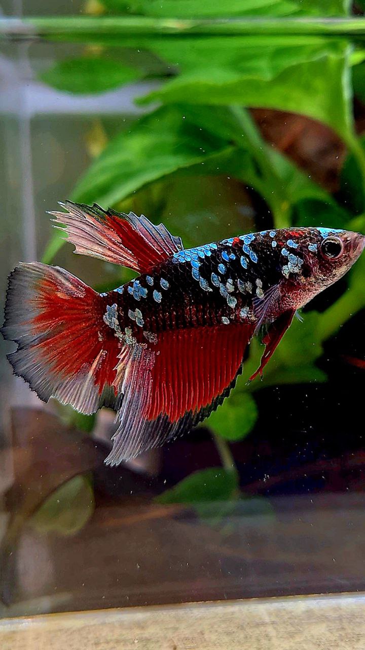 FEMALE XL HALFMOON BLACK GALAXY COPPER AVATAR VAMPIRE BETTA FISH