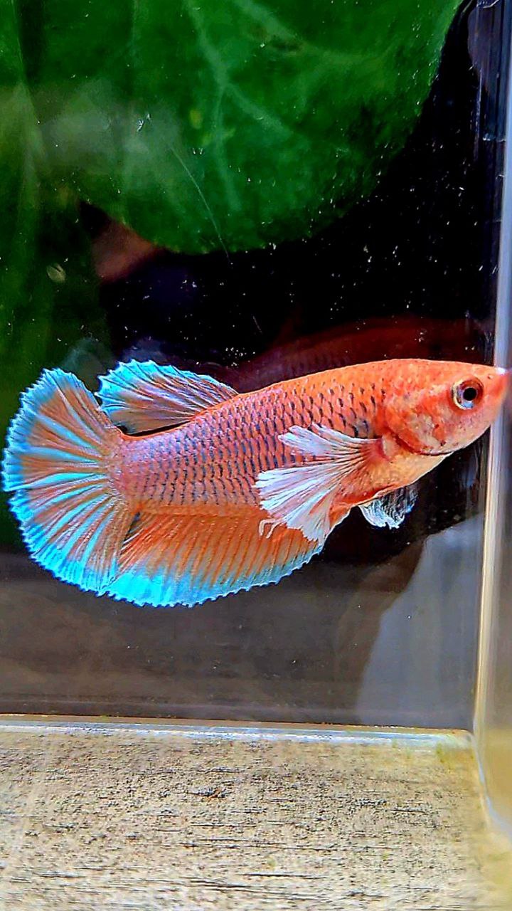 FEMALE HALFMOON BIG EAR ORANGE PINEAPPLE BETTA FISH