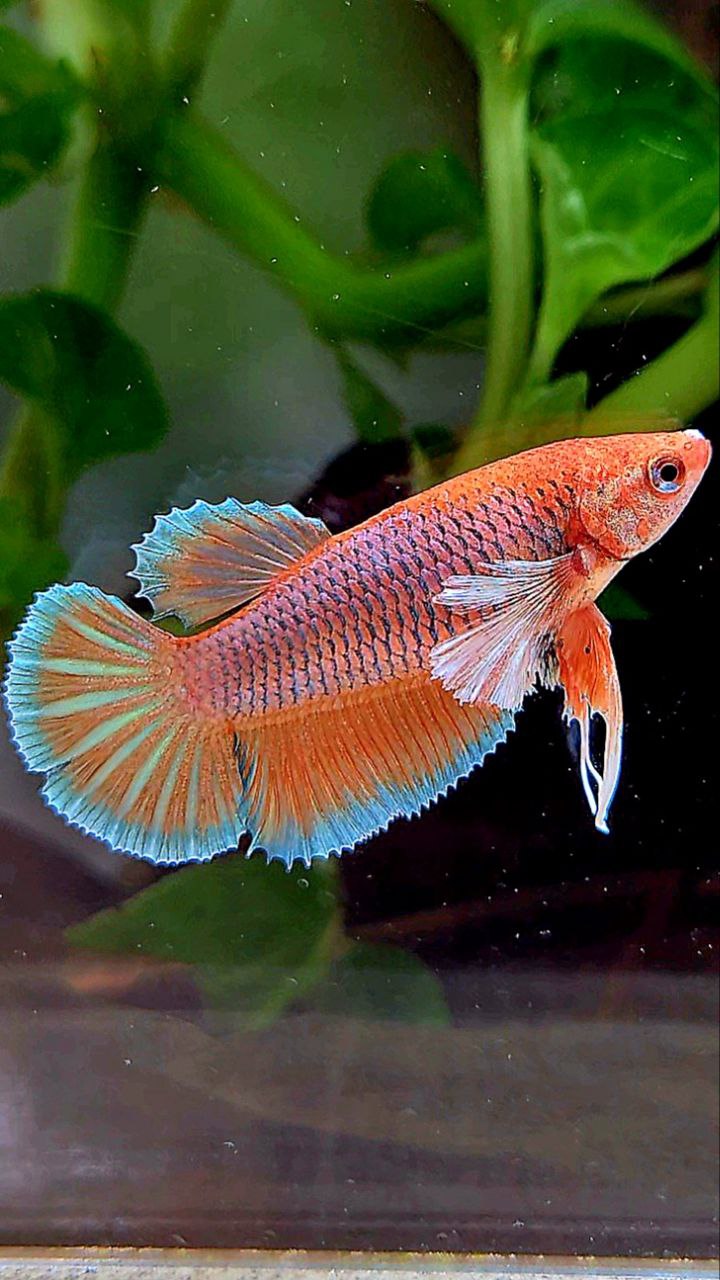 FEMALE HALFMOON BIG EAR ORANGE PINEAPPLE BETTA FISH