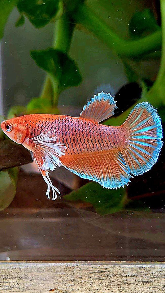 FEMALE HALFMOON BIG EAR ORANGE PINEAPPLE BETTA FISH
