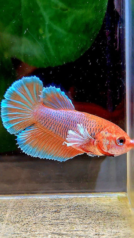 FEMALE HALFMOON BIG EAR ORANGE PINEAPPLE BETTA FISH