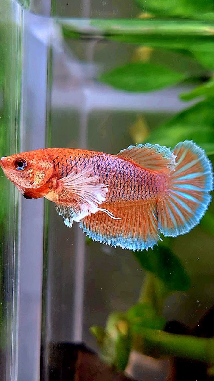 FEMALE HALFMOON BIG EAR ORANGE PINEAPPLE BETTA FISH