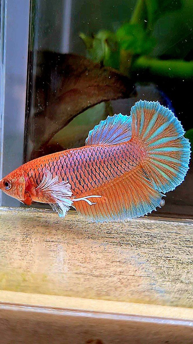 FEMALE HALFMOON BIG EAR ORANGE PINEAPPLE BETTA FISH