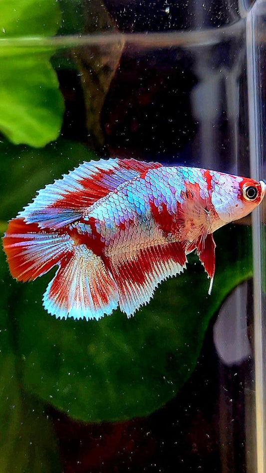 FEMALE HALFMOON DOUBLE TAIL BARONGSAI RED WHITE GALAXY MULTICOLOR BETTA FISH