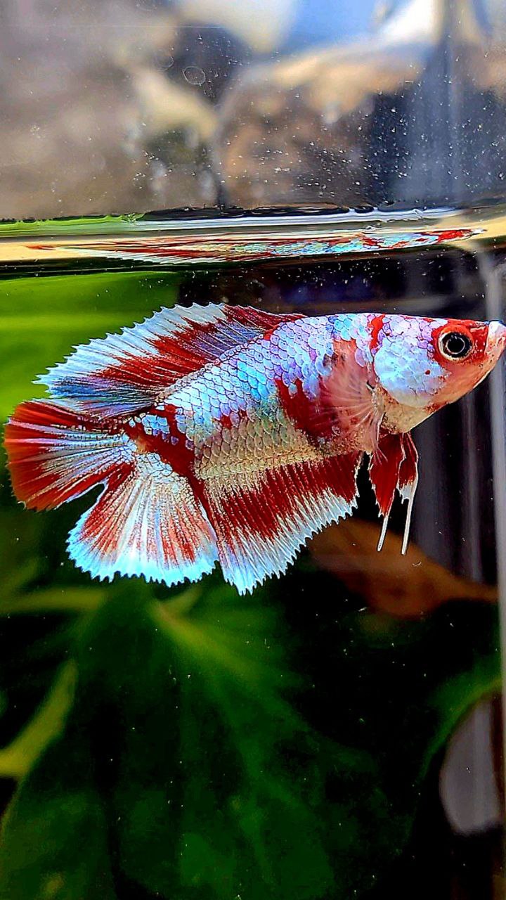 FEMALE HALFMOON DOUBLE TAIL BARONGSAI RED WHITE GALAXY MULTICOLOR BETTA FISH