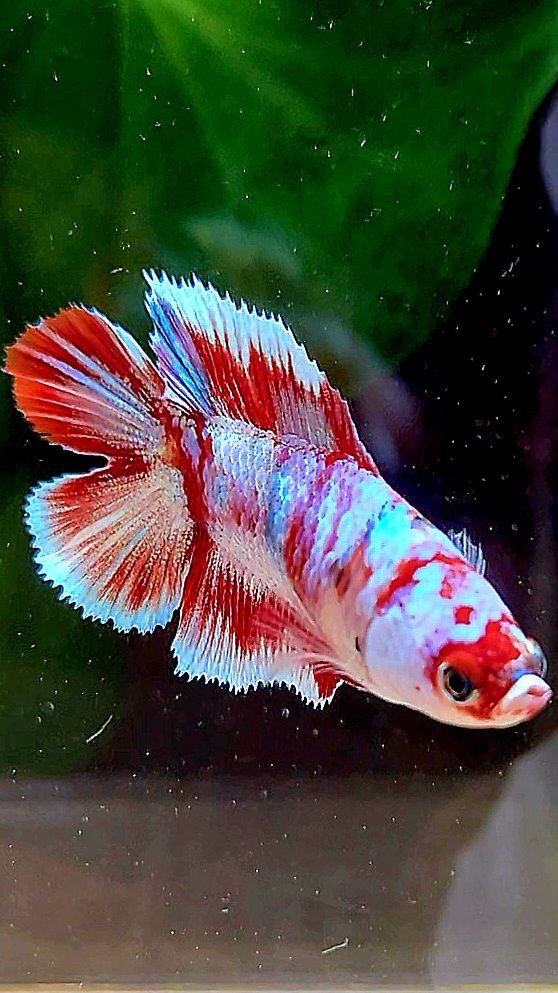 FEMALE HALFMOON DOUBLE TAIL BARONGSAI RED WHITE GALAXY MULTICOLOR BETTA FISH