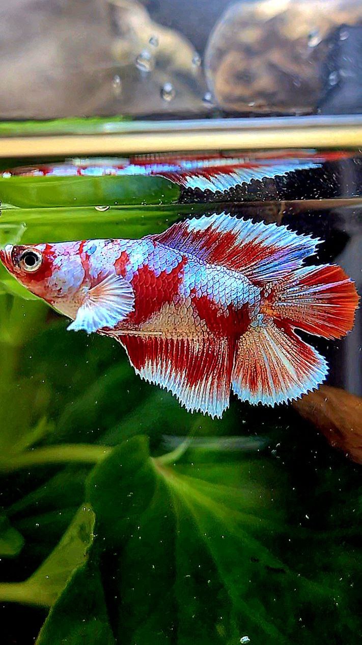 FEMALE HALFMOON DOUBLE TAIL BARONGSAI RED WHITE GALAXY MULTICOLOR BETTA FISH