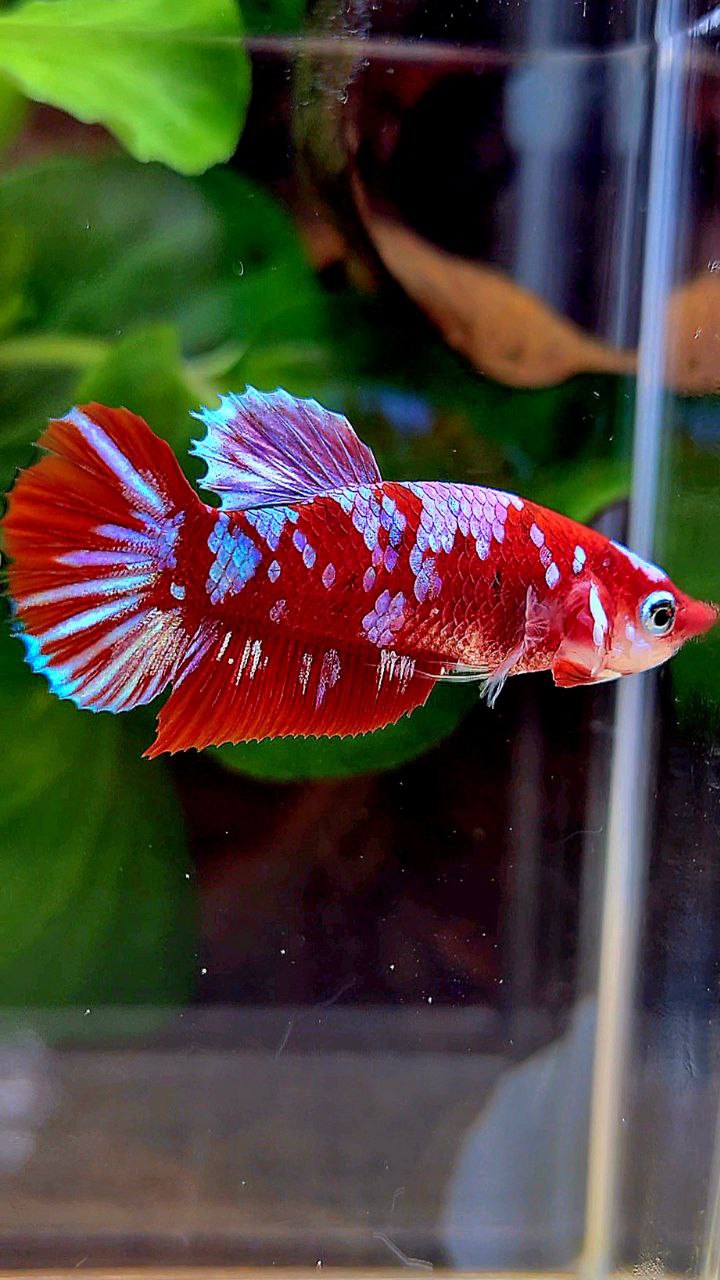 FEMALE PLAKAT BARONGSAI RED WHITE GALAXY MULTICOLOR BETTA FISH