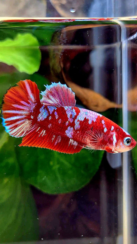 FEMALE PLAKAT BARONGSAI RED WHITE GALAXY MULTICOLOR BETTA FISH