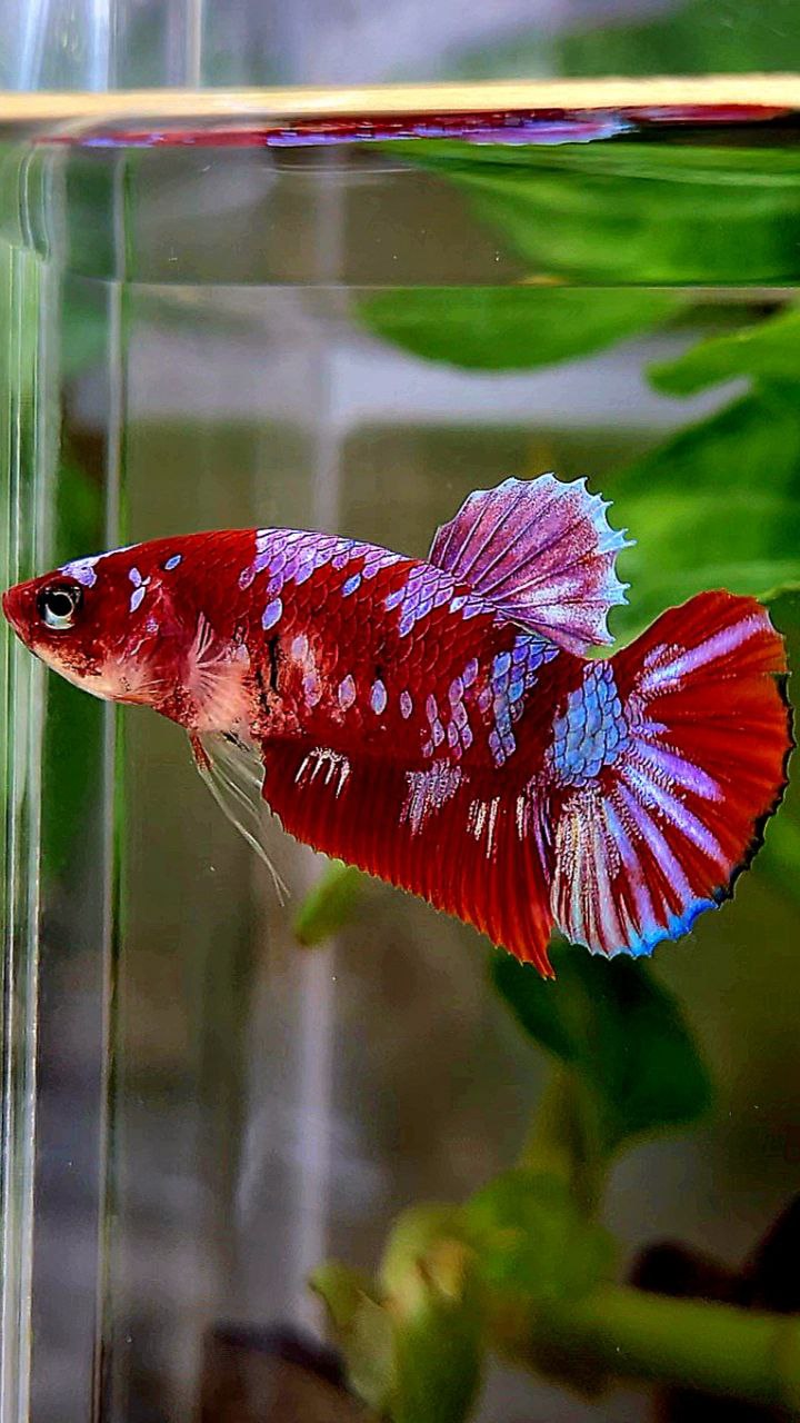 FEMALE PLAKAT BARONGSAI RED WHITE GALAXY MULTICOLOR BETTA FISH