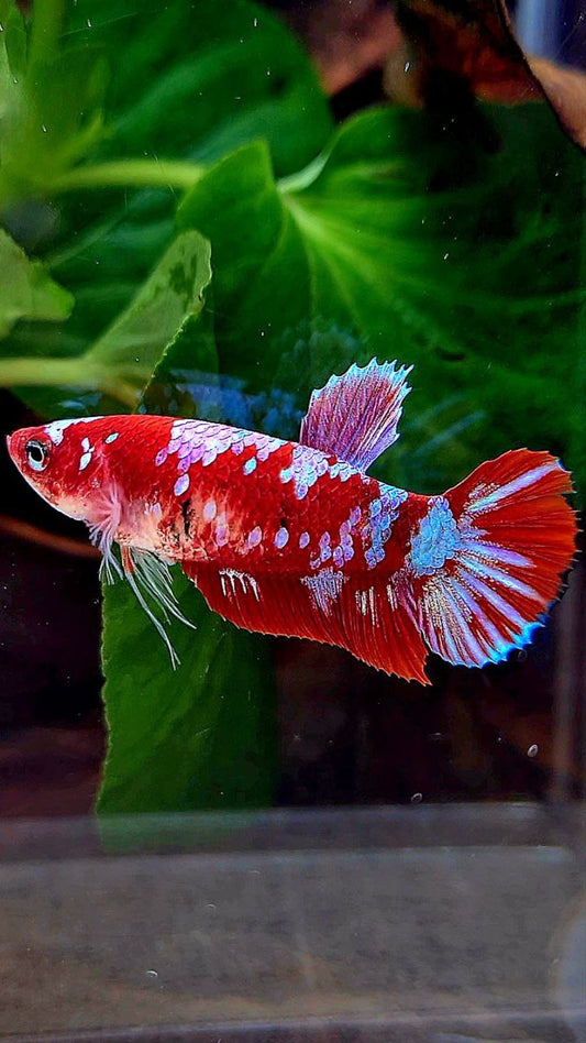 FEMALE PLAKAT BARONGSAI RED WHITE GALAXY MULTICOLOR BETTA FISH