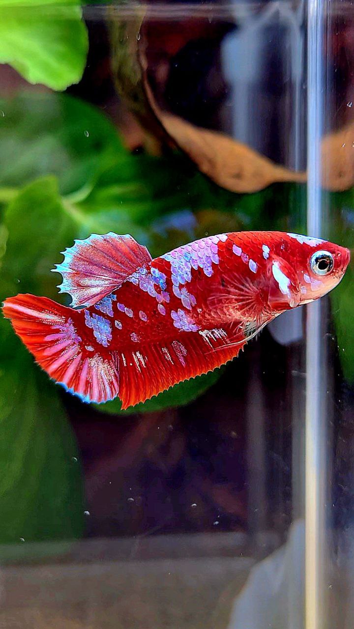 FEMALE PLAKAT BARONGSAI RED WHITE GALAXY MULTICOLOR BETTA FISH