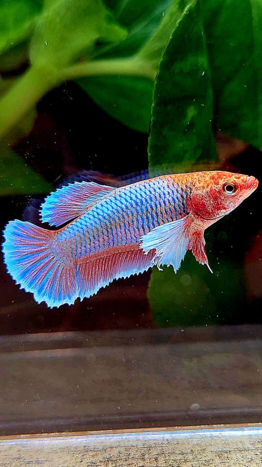 FEMALE PLAKAT DUMBO EAR PURPLE UNICORN BETTA FISH