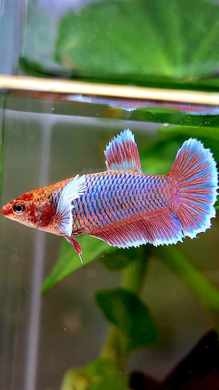 FEMALE PLAKAT DUMBO EAR PURPLE UNICORN BETTA FISH