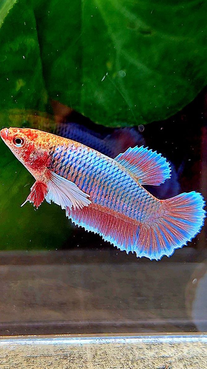 FEMALE PLAKAT DUMBO EAR PURPLE UNICORN BETTA FISH