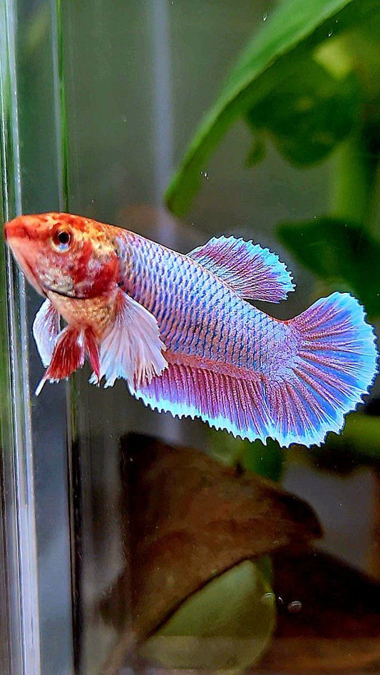 FEMALE PLAKAT DUMBO EAR PURPLE UNICORN BETTA FISH