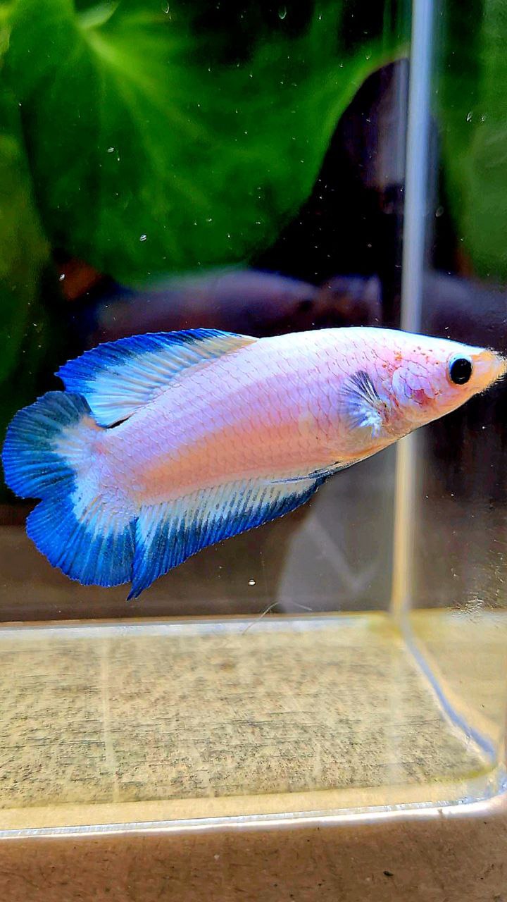 FEMALE PLAKAT DOUBLE TAIL BLUE RIM BUTTERFLY BETTA FISH