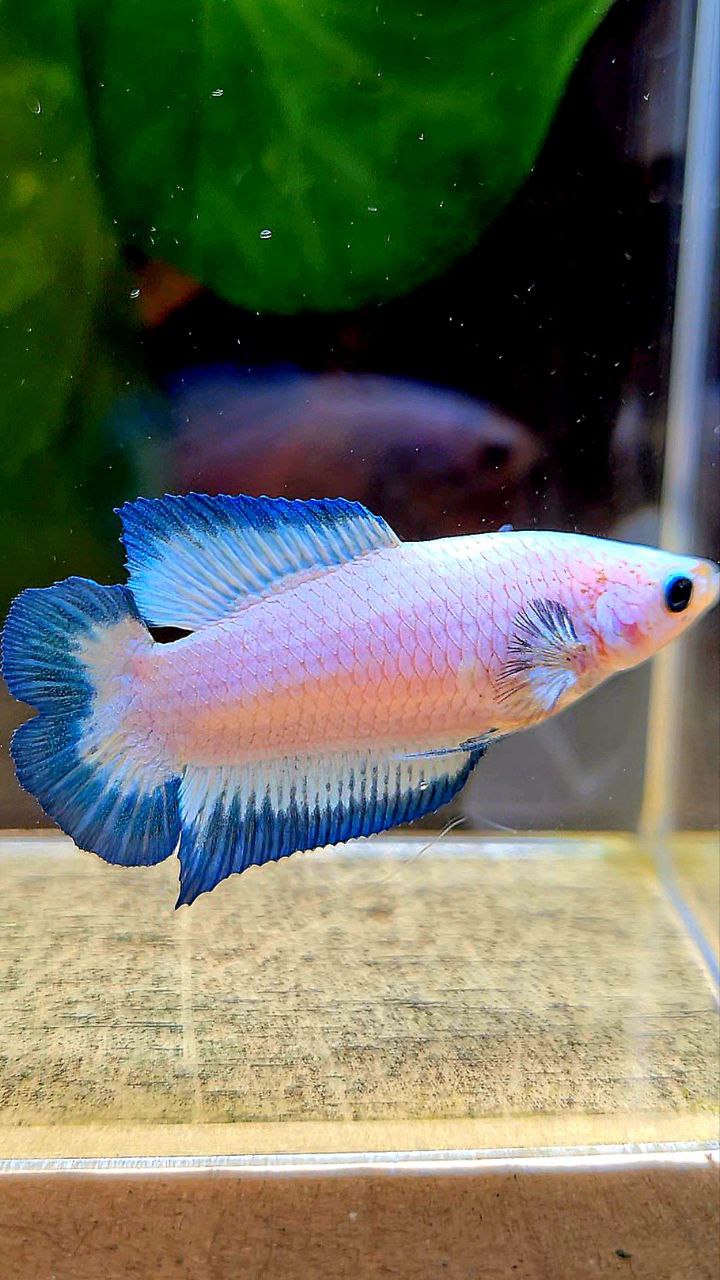 FEMALE PLAKAT DOUBLE TAIL BLUE RIM BUTTERFLY BETTA FISH