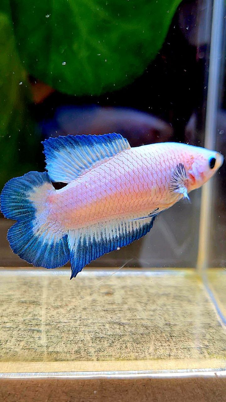 FEMALE PLAKAT DOUBLE TAIL BLUE RIM BUTTERFLY BETTA FISH
