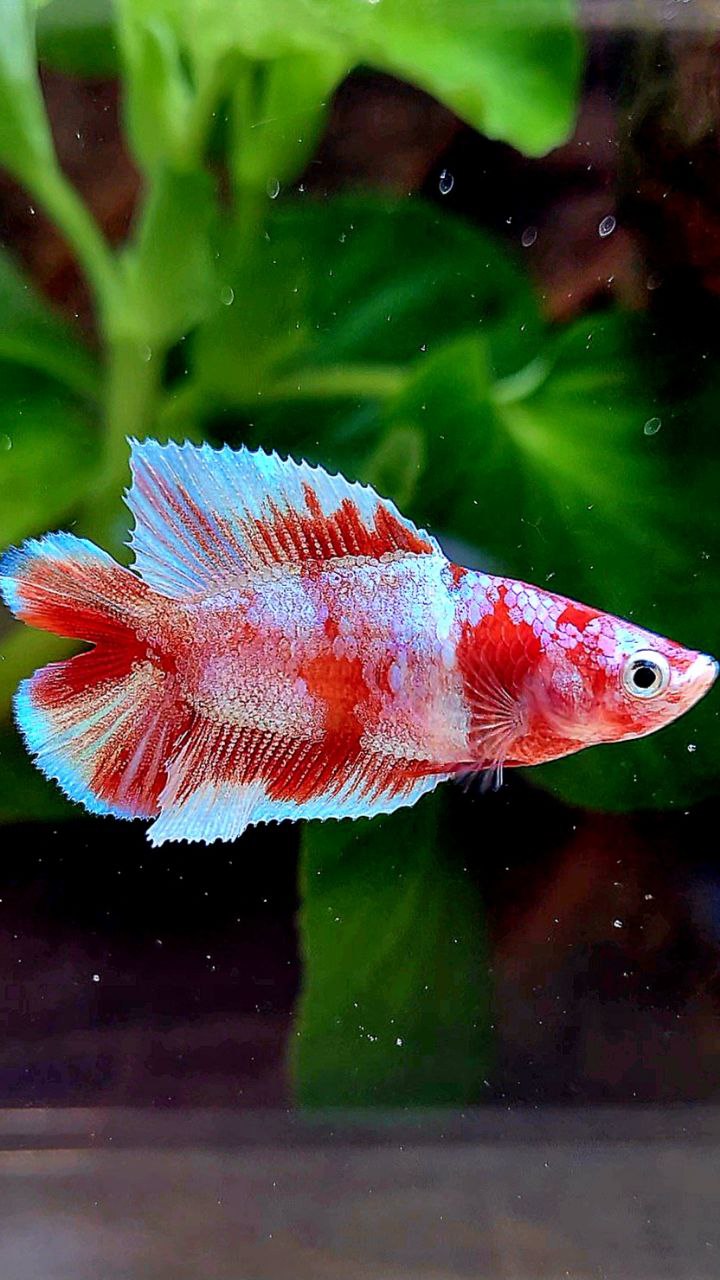 FEMALE HALFMOON DOUBLE TAIL BARONGSAI RED WHITE GALAXY MULTICOLOR BETTA FISH