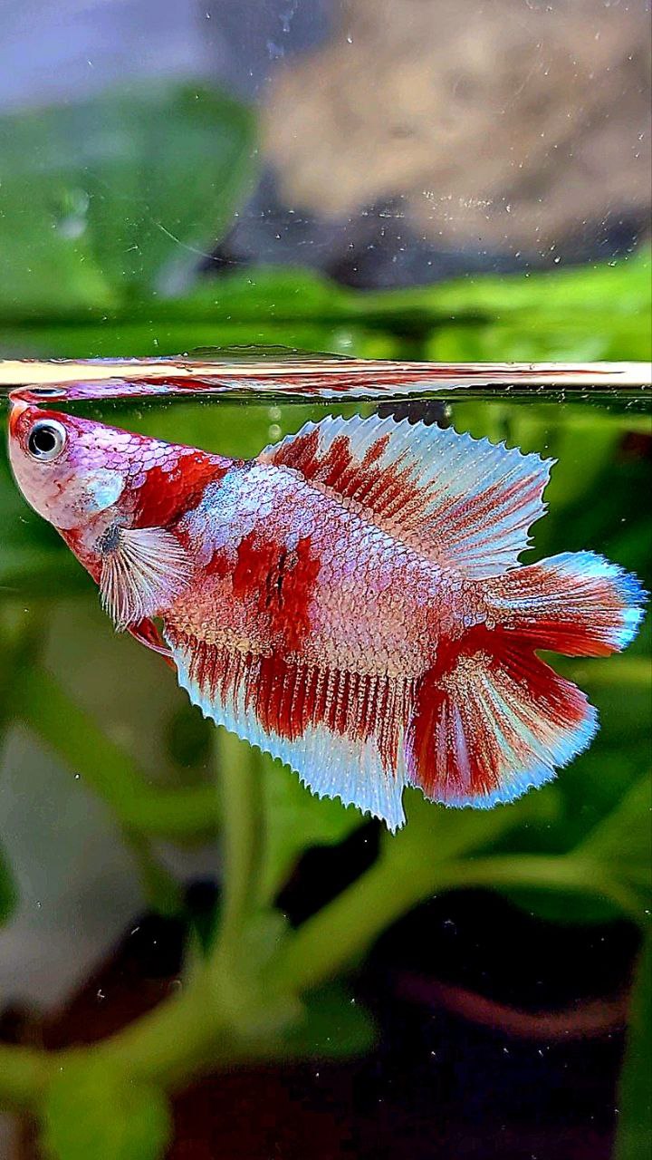 FEMALE HALFMOON DOUBLE TAIL BARONGSAI RED WHITE GALAXY MULTICOLOR BETTA FISH