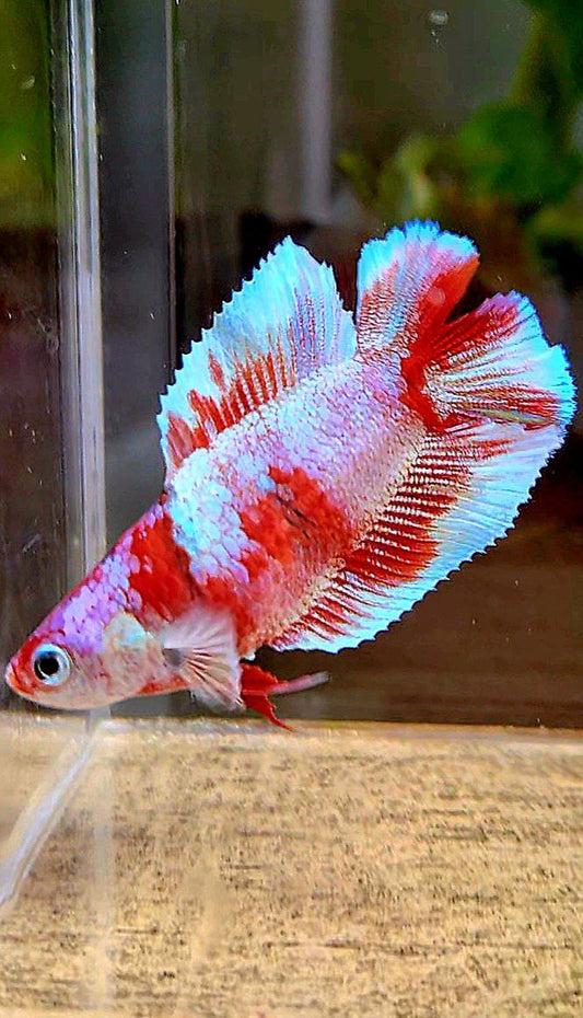 FEMALE HALFMOON DOUBLE TAIL BARONGSAI RED WHITE GALAXY MULTICOLOR BETTA FISH