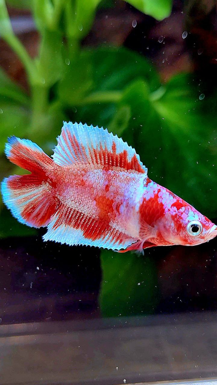 FEMALE HALFMOON DOUBLE TAIL BARONGSAI RED WHITE GALAXY MULTICOLOR BETTA FISH