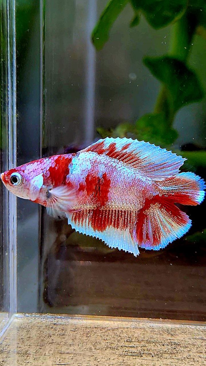 FEMALE HALFMOON DOUBLE TAIL BARONGSAI RED WHITE GALAXY MULTICOLOR BETTA FISH