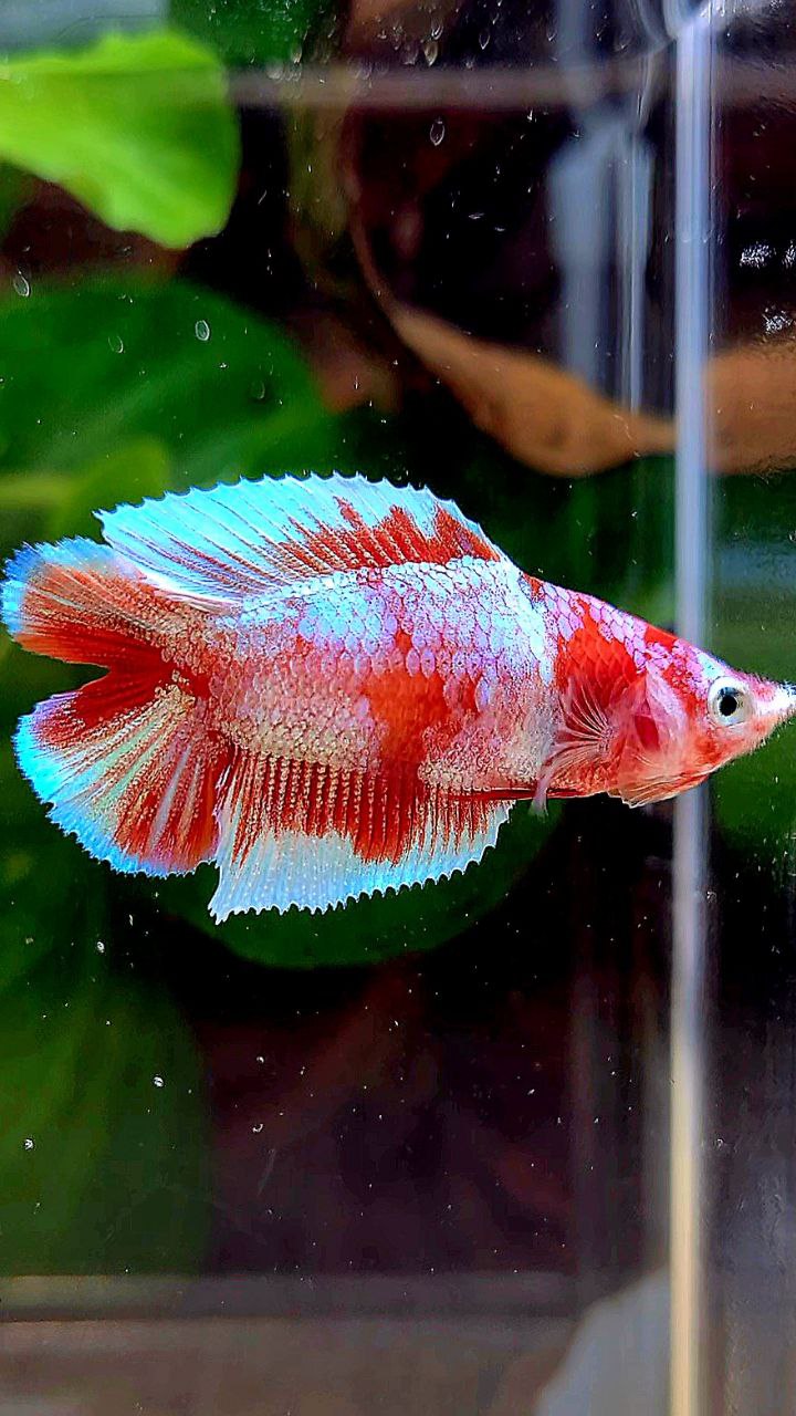 FEMALE HALFMOON DOUBLE TAIL BARONGSAI RED WHITE GALAXY MULTICOLOR BETTA FISH