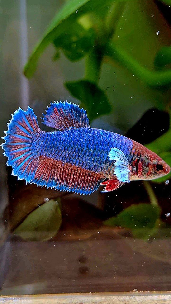 FEMALE HALFMOON BIG EAR GREEN BLUE TURQUOISE BETTA FISH