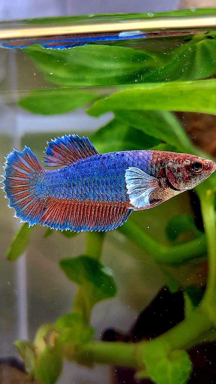 FEMALE HALFMOON BIG EAR GREEN BLUE TURQUOISE BETTA FISH