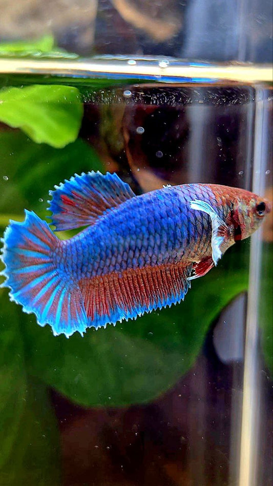 FEMALE HALFMOON BIG EAR GREEN BLUE TURQUOISE BETTA FISH