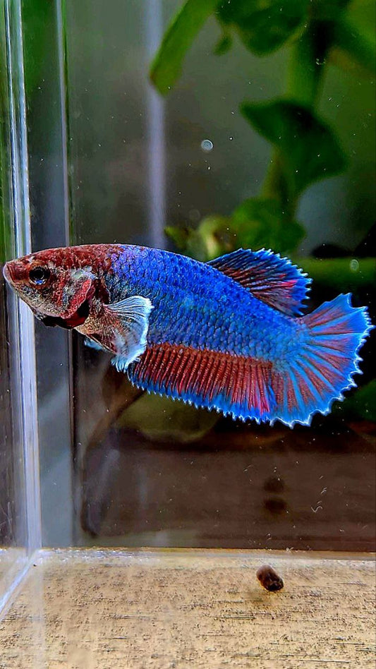 FEMALE HALFMOON BIG EAR GREEN BLUE TURQUOISE BETTA FISH
