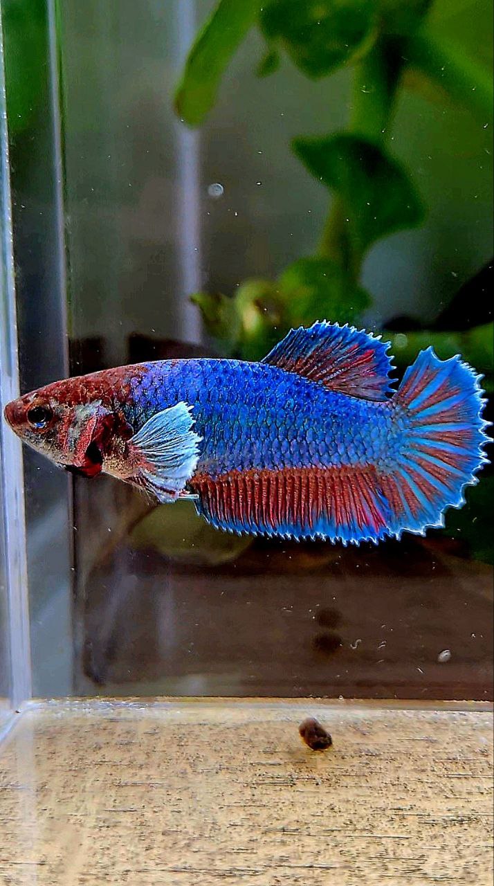 FEMALE HALFMOON BIG EAR GREEN BLUE TURQUOISE BETTA FISH