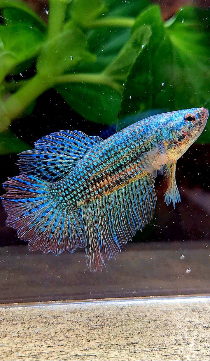LUXURY FEMALE HALFMOON ROSETAIL ALIEN GREEN HYBRID WILD BETTA FISH