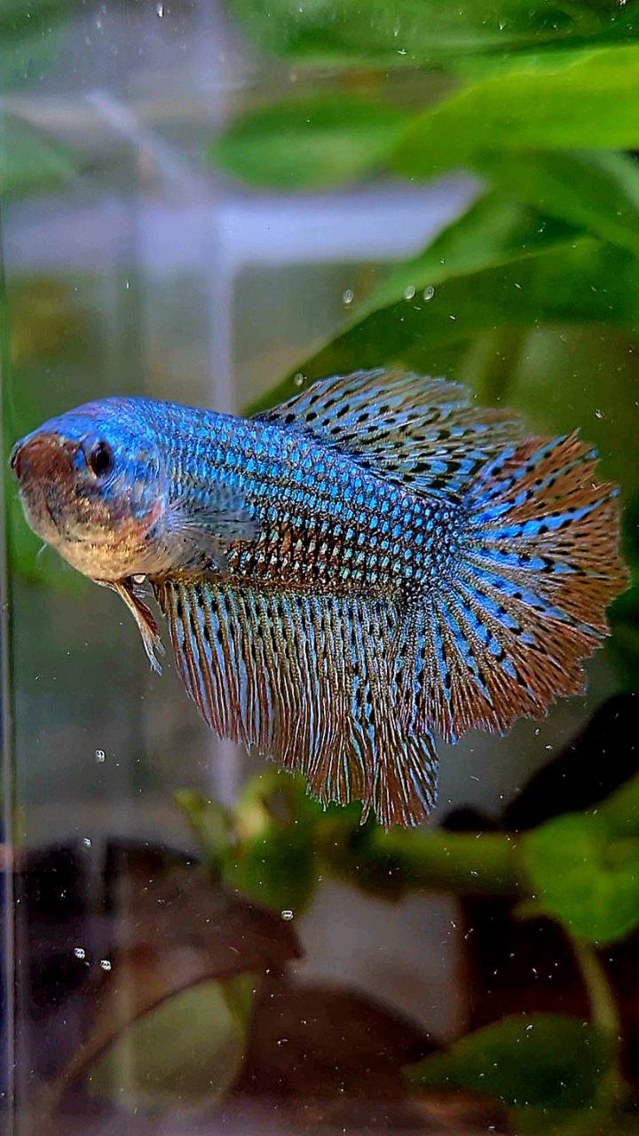 LUXURY FEMALE HALFMOON ROSETAIL ALIEN GREEN HYBRID WILD BETTA FISH