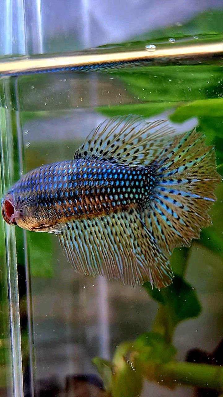 LUXURY FEMALE HALFMOON ROSETAIL ALIEN GREEN HYBRID WILD BETTA FISH