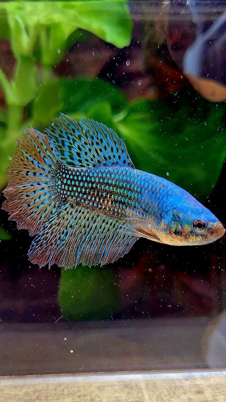 LUXURY FEMALE HALFMOON ROSETAIL ALIEN GREEN HYBRID WILD BETTA FISH