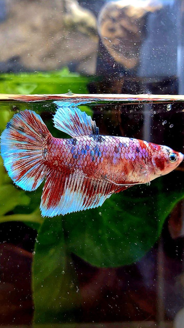 FEMALE HALFMOON BARONGSAI RED WHITE GALAXY MULTICOLOR BETTA FISH