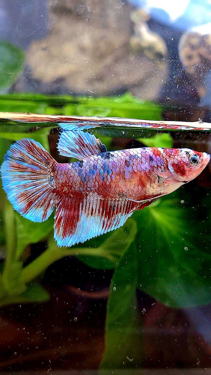 FEMALE HALFMOON BARONGSAI RED WHITE GALAXY MULTICOLOR BETTA FISH