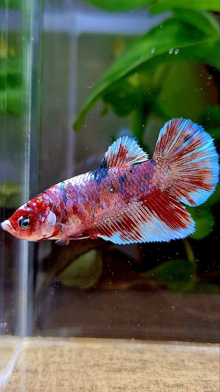 FEMALE HALFMOON BARONGSAI RED WHITE GALAXY MULTICOLOR BETTA FISH