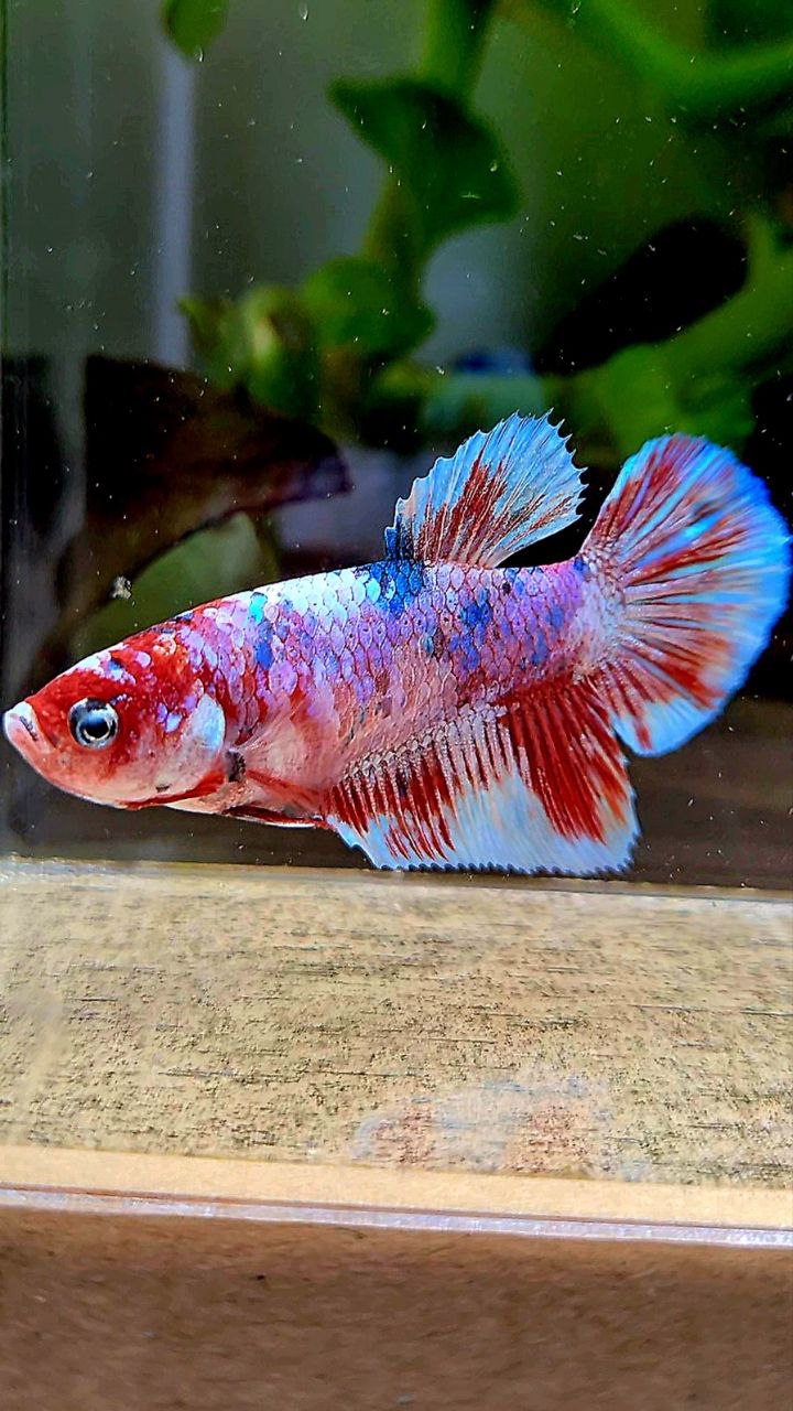 FEMALE HALFMOON BARONGSAI RED WHITE GALAXY MULTICOLOR BETTA FISH