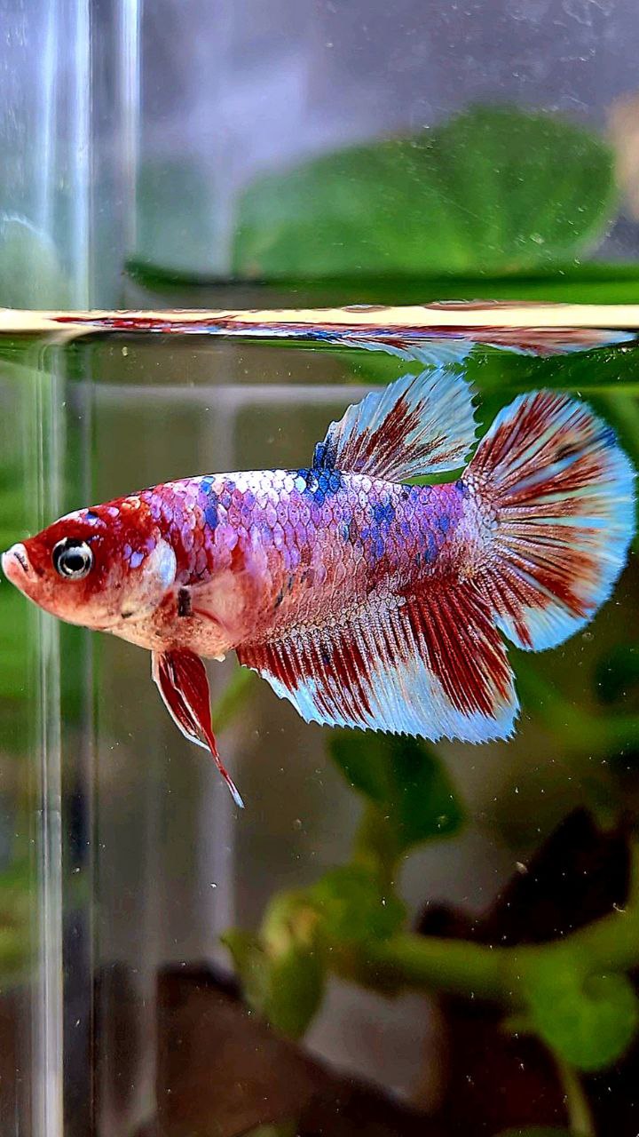 FEMALE HALFMOON BARONGSAI RED WHITE GALAXY MULTICOLOR BETTA FISH
