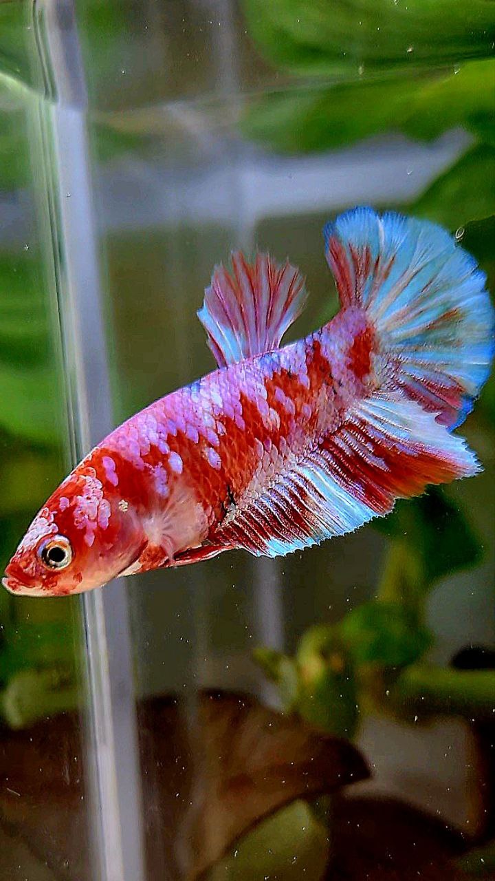 FEMALE HALFMOON BARONGSAI RED WHITE GALAXY MULTICOLOR BETTA FISH