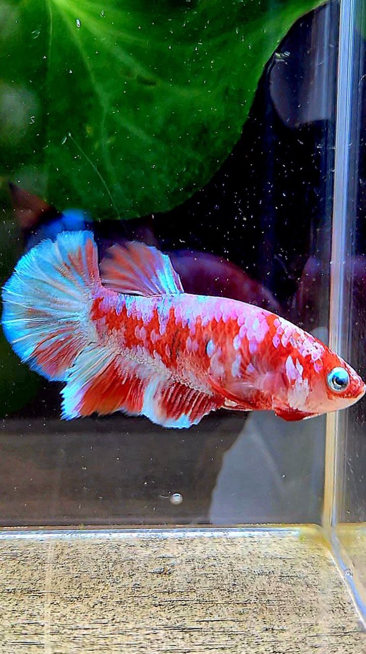 FEMALE HALFMOON BARONGSAI RED WHITE GALAXY MULTICOLOR BETTA FISH
