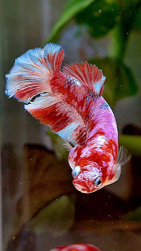 FEMALE HALFMOON BARONGSAI RED WHITE GALAXY MULTICOLOR BETTA FISH