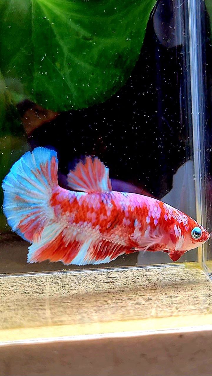 FEMALE HALFMOON BARONGSAI RED WHITE GALAXY MULTICOLOR BETTA FISH